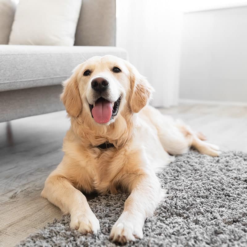golden retriever indoors